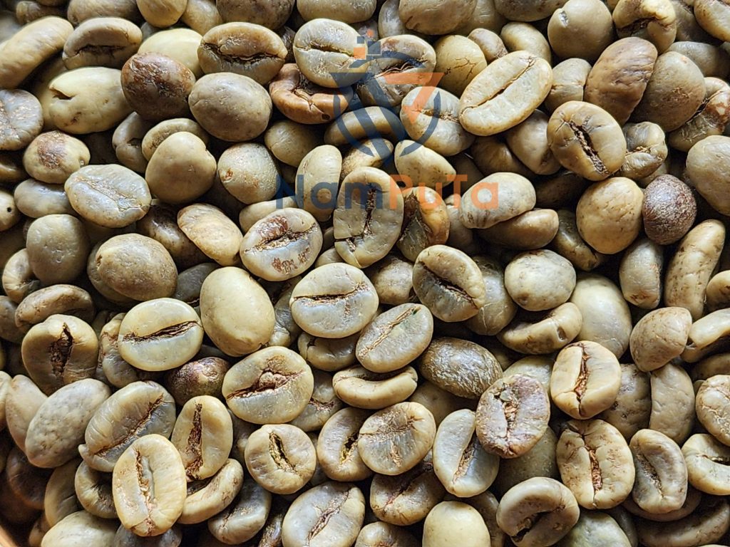 Robusta Coffee-Robusta_S18_WP_DakM-